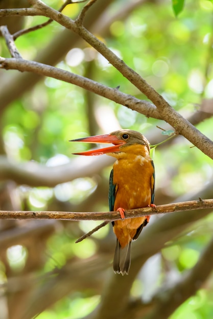 Martin-pêcheur à bec cigogne se percher sur une branche d'arbre avec fond vert bokeh, Thaïlande