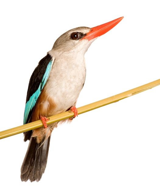 Martin-pêcheur des bois - Halcyon senegalensis isolé.