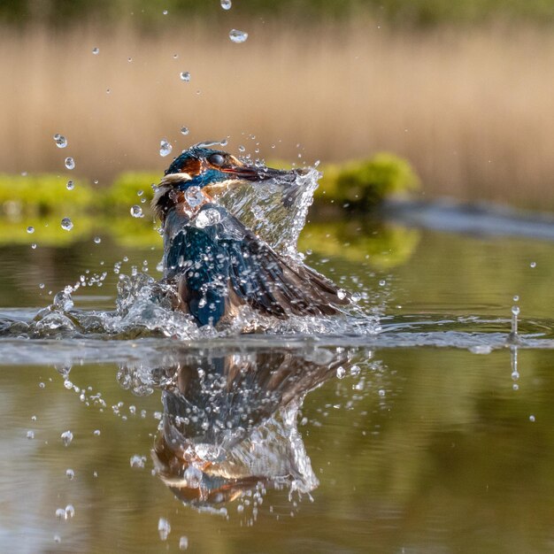 Le martin-pêcheur chasse le poisson dans le lac.