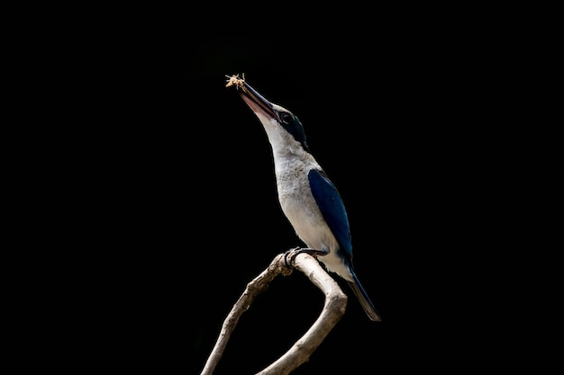 Martin-pêcheur à collier Martin-pêcheur à collier blanc sur une branche avec un fond noir.