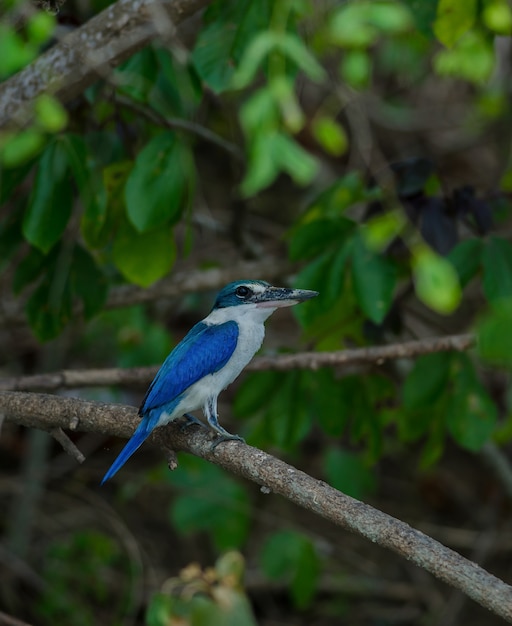 Photo martin-pêcheur à collier perché sur un arbre