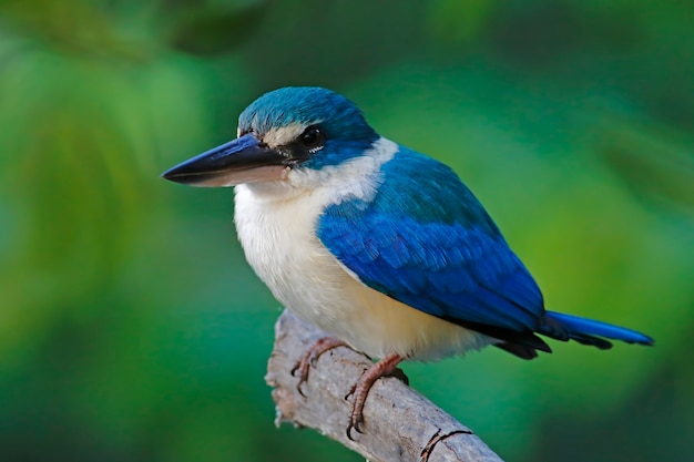 Photo martin-pêcheur à collier todiramphus chloris beaux oiseaux de thaïlande