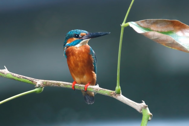 Martin-pêcheur commun Alcedo atthis Beaux oiseaux mâles de Thaïlande