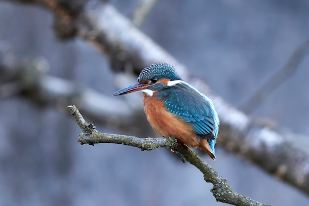 Martin pêcheur commun (Alcedo atthis)