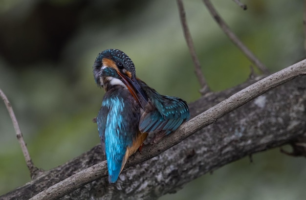 Martin-pêcheur commun sur la branche d'arbre.