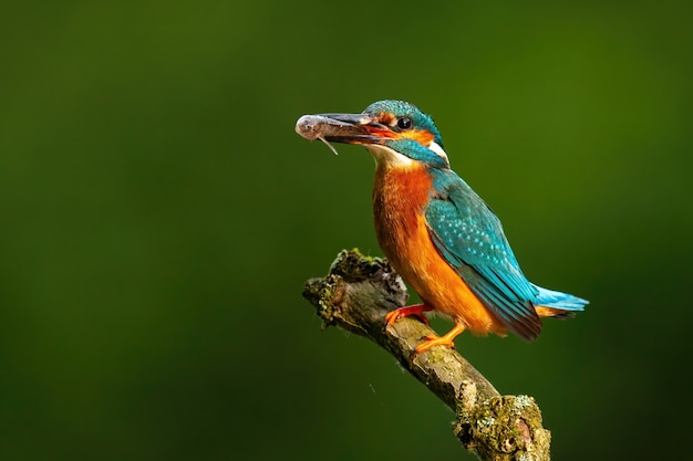 Martin-pêcheur Commun Coloré Perché Avec Du Poisson Dans Le Bec éclairé Par Le Soleil Du Matin