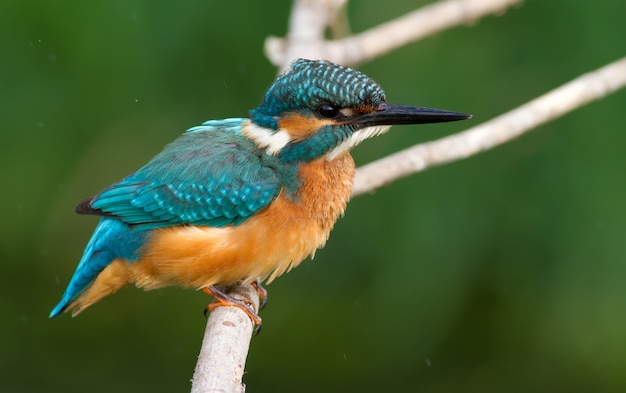 Martin-pêcheur commun est assis sur une branche sur un fond vert