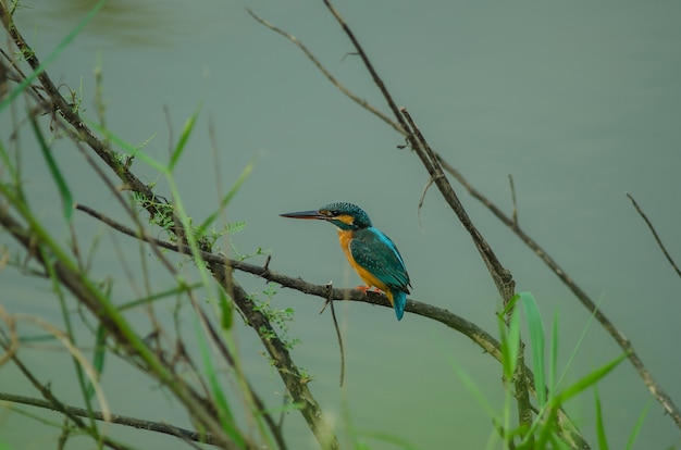 Martin-pêcheur commun perché sur la branche (Alcedo atthis)