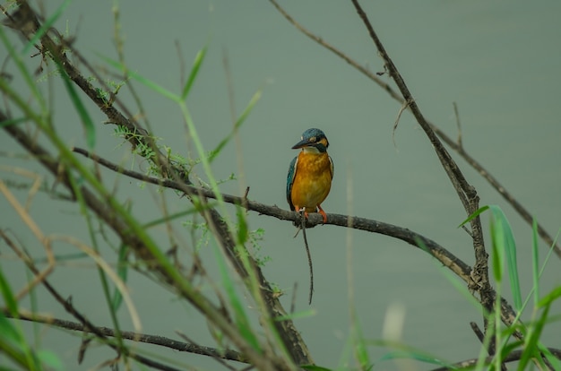 Martin-pêcheur commun perché sur la branche (Alcedo atthis)