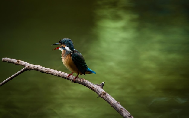 Le martin-pêcheur commun vole dans la forêt