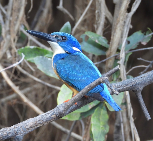 Photo martin-pêcheur à demi-collier