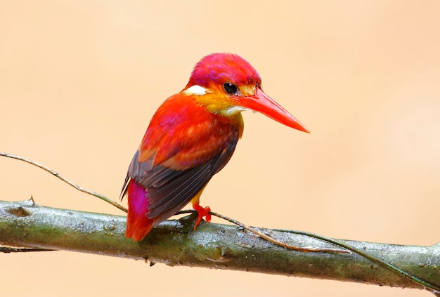 Martin-pêcheur à dos roux Ceyx rufidorsus de beaux oiseaux de Thaïlande