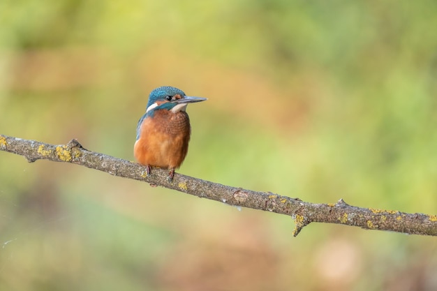 Martin-pêcheur d'Europe alcedo athis sur une branche prête à plonger sur une proie