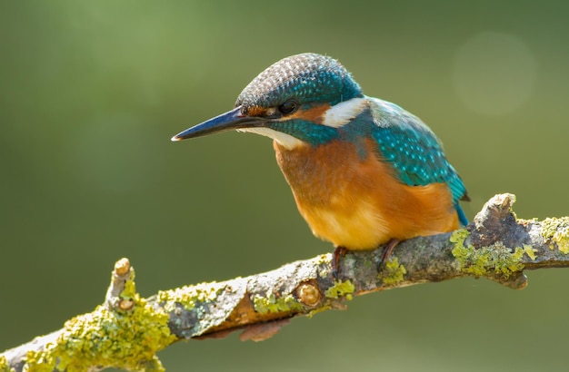 Martin-pêcheur d'Europe Alcedo atthis à l'aube un jeune oiseau est assis sur une belle branche au-dessus de la rivière