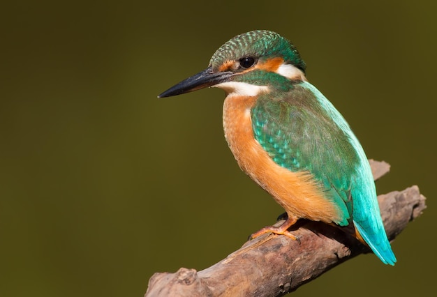 Martin-pêcheur d'Europe Alcedo atthis Closeup portrait Un oiseau est assis sur une branche près de la rivière