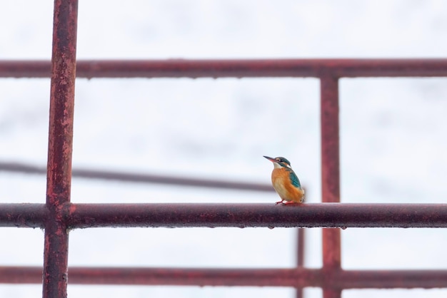 Martin-pêcheur d'Europe (Alcedo atthis) Kingfisher assis sur une clôture