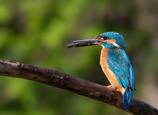 Martin-pêcheur d'Europe Alcedo atthis Le mâle attrape la proie pour nourrir ses poussins