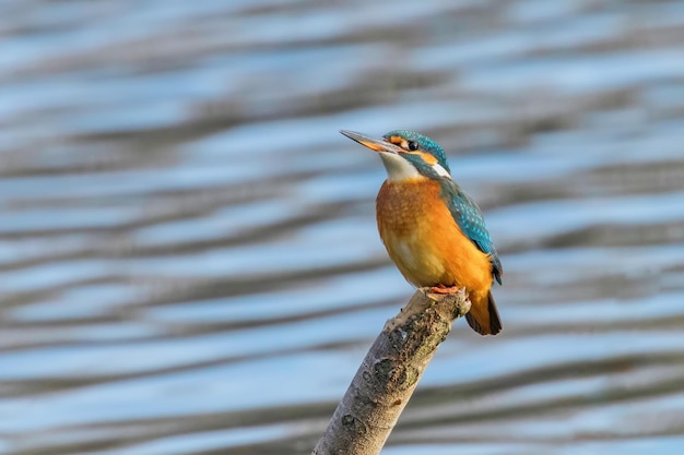 Martin-pêcheur d'Europe Alcedo atthis Martin-pêcheur d'oiseau assis sur une branche