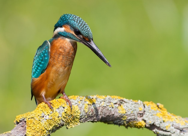 Martin-pêcheur d'Europe Alcedo atthis L'oiseau assis au bord de la rivière sur une branche regardant dans l'eau