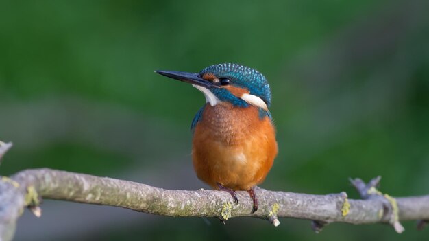 Martin-pêcheur d'Europe Alcedo atthis L'oiseau posé sur une branche au-dessus de l'eau en attendant le poisson