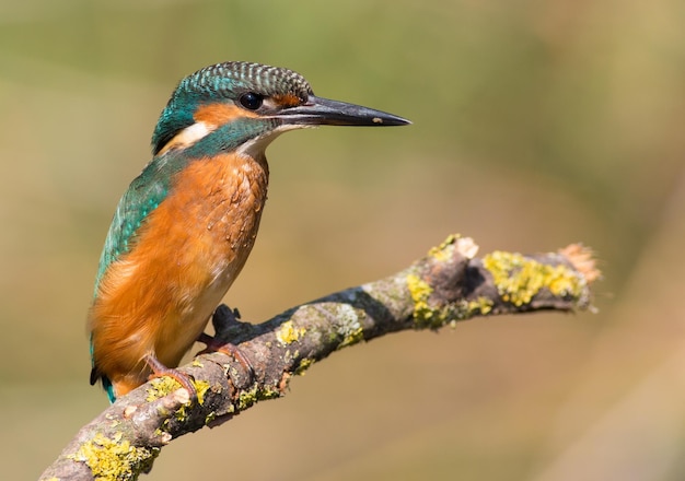 Martin-pêcheur d'Europe Alcedo atthis L'oiseau posé sur une branche au-dessus de l'eau en attendant le poisson