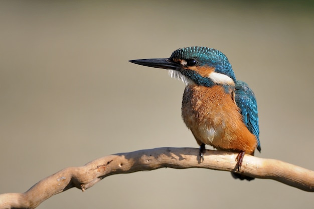 Martin-pêcheur d'Europe assis