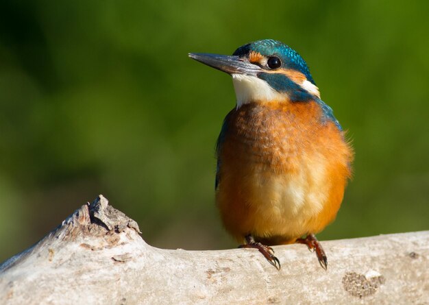 Martin-pêcheur d'Europe des Sommons Alcedo atthis Un jeune oiseau est assis sur une vieille belle branche sèche