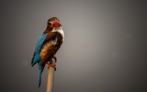 Martin-pêcheur à gorge blanche sur branche d'arbre gros plan d'oiseau