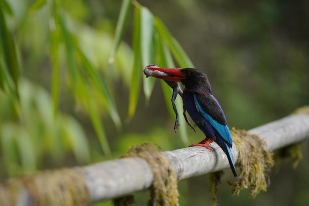 le martin-pêcheur de java mange une grenouille