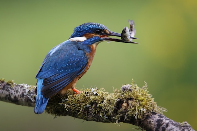 Martin-pêcheur mâle sur une perche moussue attrapant du poisson pour ses poussins.