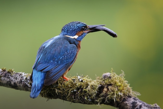 Martin-pêcheur mâle sur une perche moussue attrapant du poisson pour ses poussins.