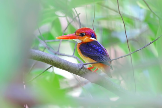 Martin-pêcheur nain oriental Ceyx erithaca Beaux oiseaux de Thaïlande