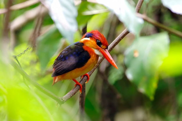 Martin-pêcheur nain oriental Martin-pêcheur soutenu noir Beaux oiseaux de Thaïlande