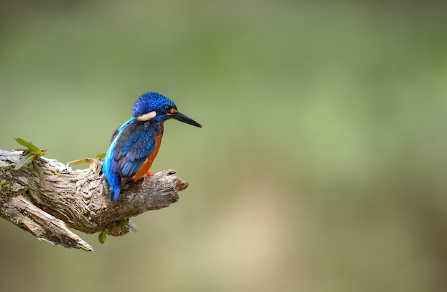 Martin-pêcheur à oreilles bleues