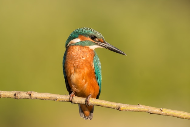 Martin-pêcheur perché sur une branche