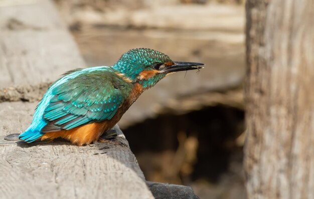 Martin-pêcheur de Sommon Alcedo atthis L'oiseau pêche à partir d'un pont en bois a attrapé une proie et la garde dans son bec