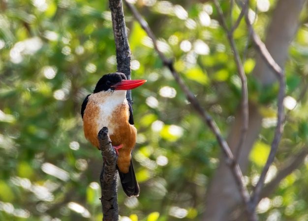 Le martin-pêcheur à tête noire perché sur une branche d'arbre, Thaïlande