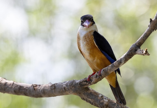 Le martin-pêcheur à tête noire se percher sur une branche d'arbre , Thaïlande