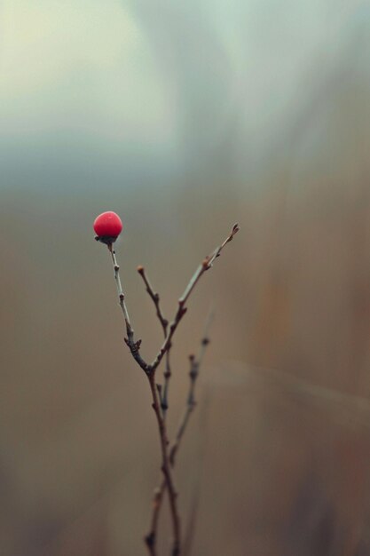 Photo un martisor minimaliste