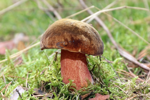 Le mashroom comestible sauvage Neoboletus Praestigator (Neoboletus luridiformis) pousse dans une mousse dans une forêt.