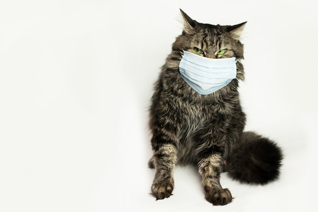 Masque médical pour chat protégé contre le virus du chat à la maison