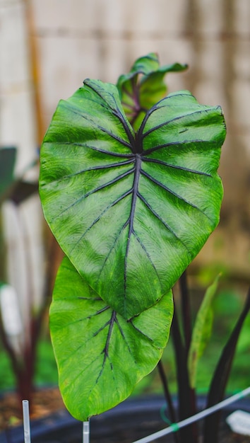 Le masque de pharaon de Colocasia est une plante aquatique en gros plan