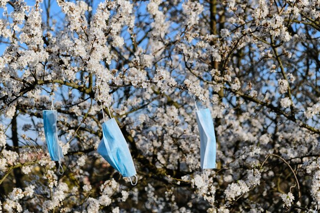 Masques médicaux bleus suspendus à un cerisier en fleurs. concept de quarantaine et de pollution