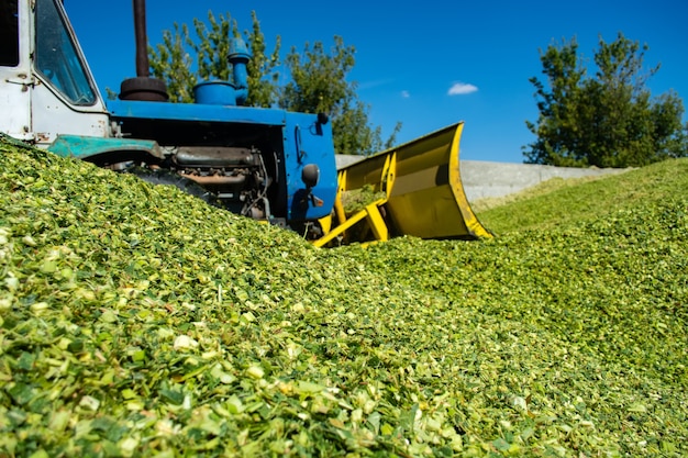 Masse verte d'ensilage de maïs lors du placement dans la fosse