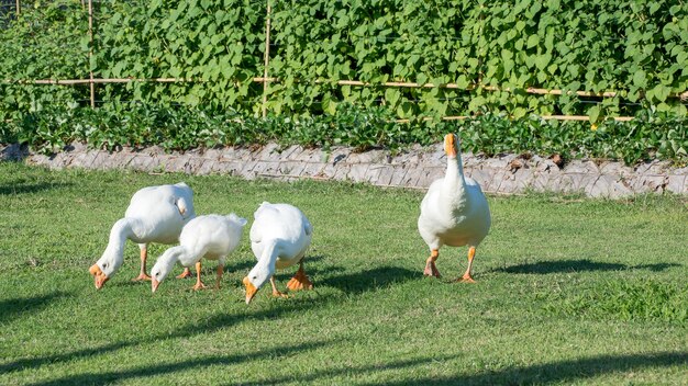 Masses de canards dans le jardin