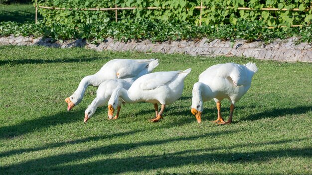 Masses de canards dans le jardin