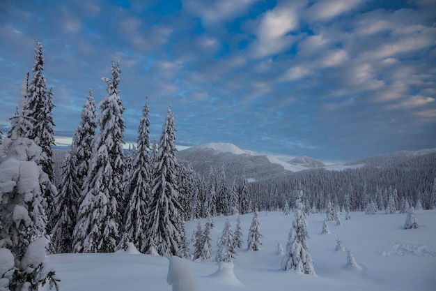 Des massifs de forêt d'épicéas sont recouverts de neige blanche dans les montagnes d'hiver Temps neigeux