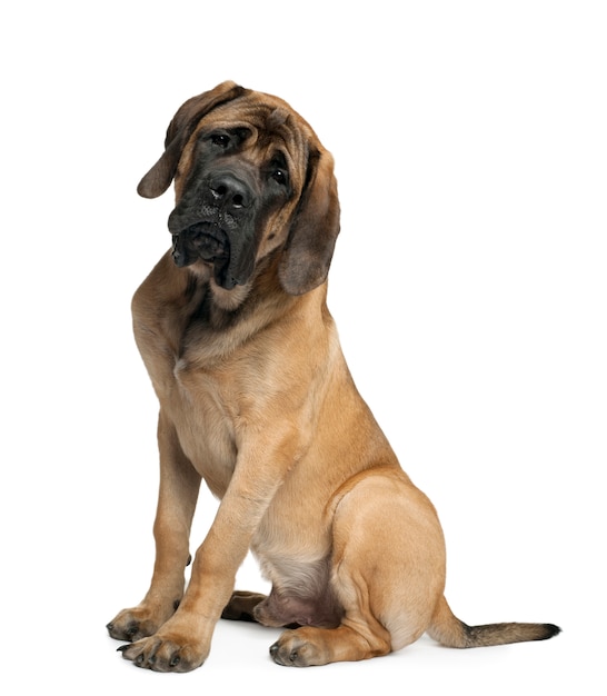 Mastiff, 6 mois. Portrait de chien isolé