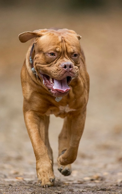 Mastiff Français Dans Le Parc De L'automne.