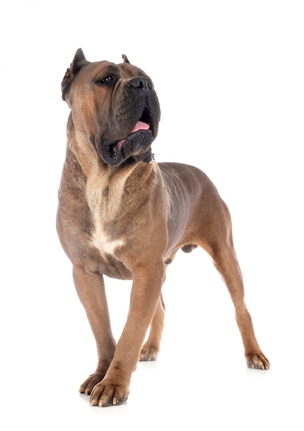 Mastiff italien adulte devant fond blanc